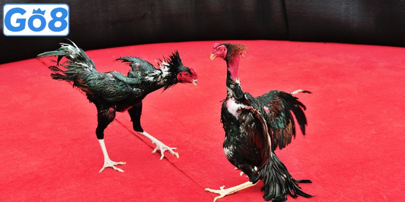 Bộ môn hấp dẫn với những màn tranh tài sắc nét