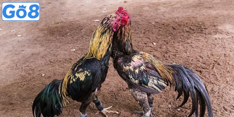 Các sảnh đá gà trực tuyến uy tín nên tham gia