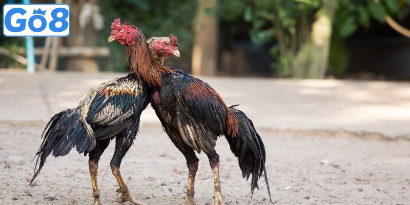 Các thể loại đá gà online được nhắc tới nhiều