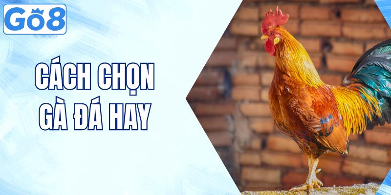 Cách Chọn Gà Đá Hay Chuẩn Dân Sành Chọi Kê Thực Chiến 3 cách chọn gà đá hay