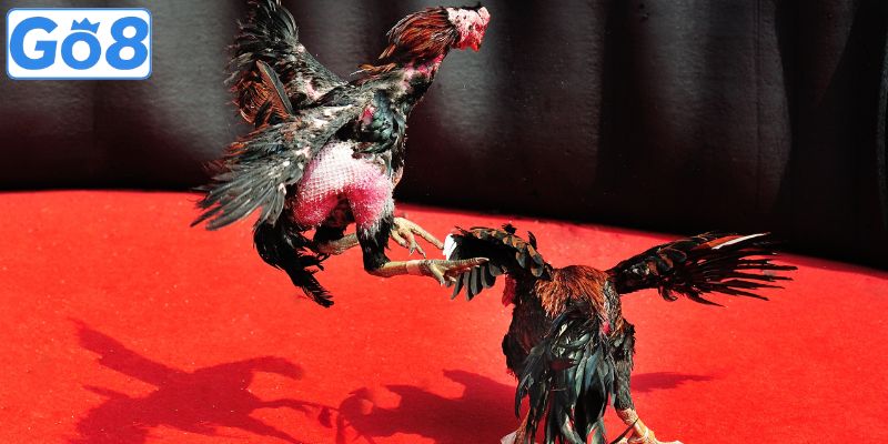 Đá gà nổi bật và thu hút lượng người chơi lớn