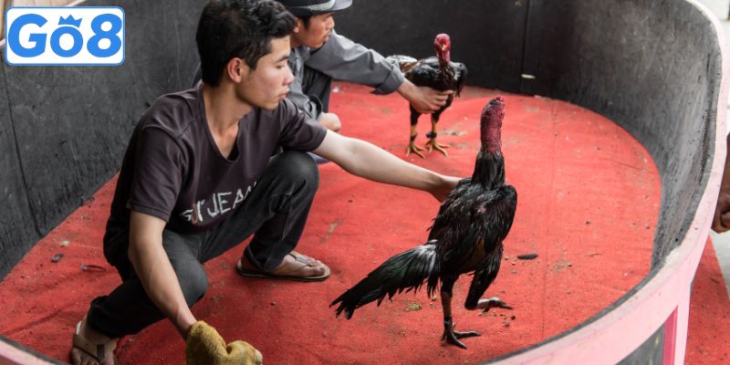 Điều kiện vào top các sảnh đá gà trực tuyến uy tín