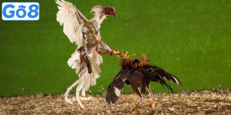 Hình thức đá gà trực tuyến phù hợp với bạn