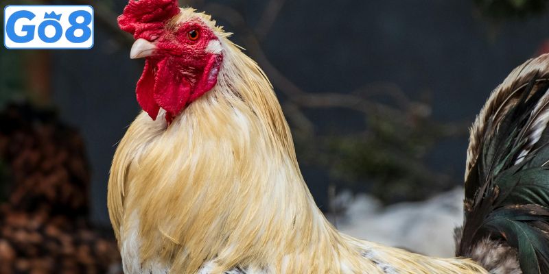 Lời khuyên khi chọn gà đá