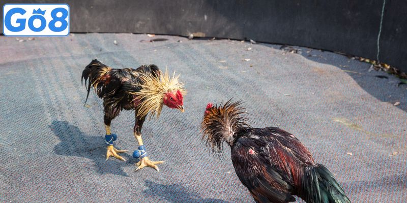 Mẹo tham gia các sảnh đá gà trực tuyến hiệu quả