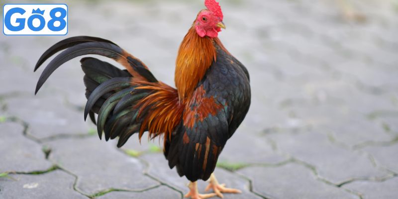 Một số cách chọn gà đá hay khi nhìn hình thức