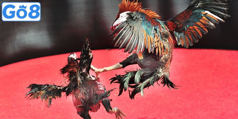 Thomo mang đến những màn tranh tài mãn nhãn