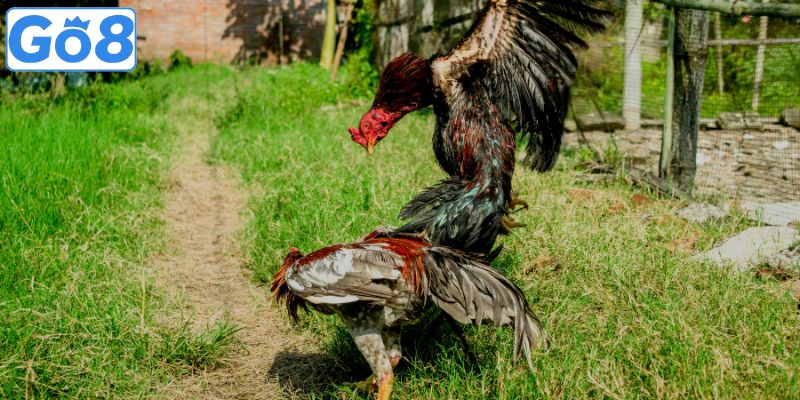 Tìm hiểu cách chọn gà đá hay qua phản xạ